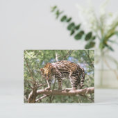 Südamerika, Ecuador, Amazonas. Ocelot Postkarte (Stehend Vorderseite)