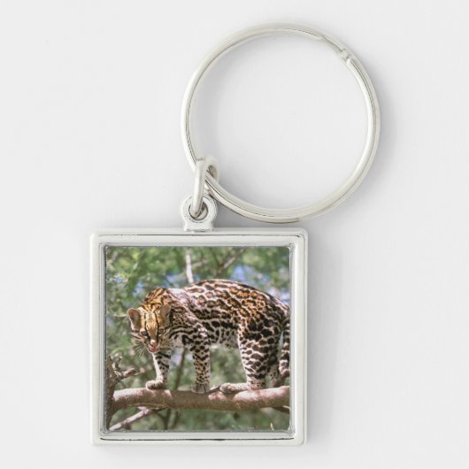 Südamerika, Ecuador, Amazonas. Ocelot Schlüsselanhänger (Vorne)