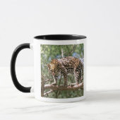 Südamerika, Ecuador, Amazonas. Ocelot Tasse (Links)