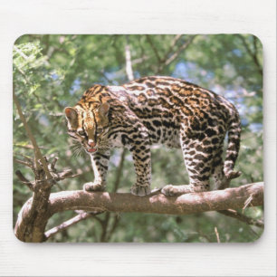 Südamerika, Ecuador, Amazonas. Ozelot Mousepad