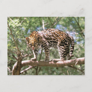Südamerika, Ecuador, Amazonas. Ozelot Postkarte