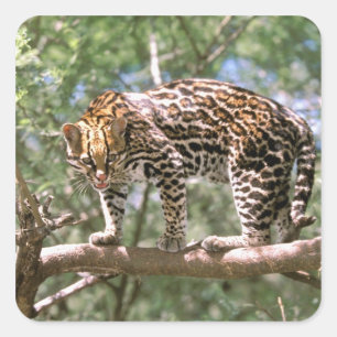 Südamerika, Ecuador, Amazonas. Ozelot Quadratischer Aufkleber