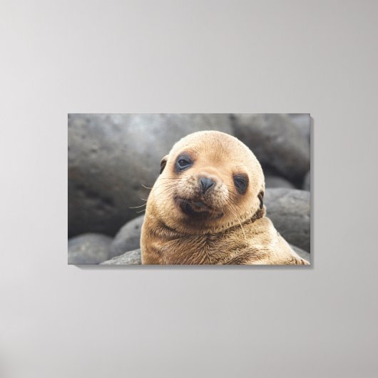 Südamerika, Ecuador, Galapagos-Inseln Leinwanddruck (Vorderseite)