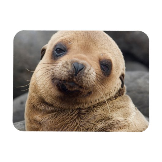 Südamerika, Ecuador, Galapagos-Inseln Magnet (Horizontal)