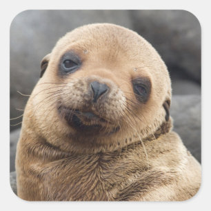 Südamerika, Ecuador, Galapagos-Inseln Quadratischer Aufkleber