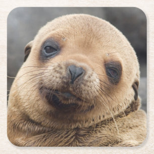 Südamerika, Ecuador, Galapagos-Inseln Rechteckiger Pappuntersetzer