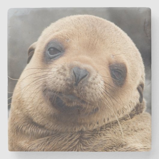 Südamerika, Ecuador, Galapagos-Inseln Steinuntersetzer (Vorderseite)