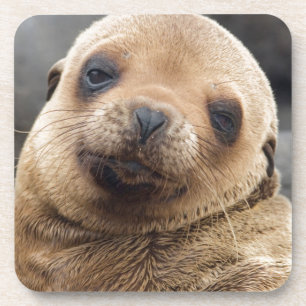 Südamerika, Ecuador, Galapagos-Inseln Untersetzer