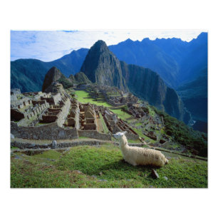 Südamerika, Peru. Ein Lama ruht auf einem Hügel Fotodruck