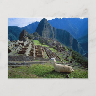 Südamerika, Peru. Ein Lama ruht auf einem Hügel Postkarte