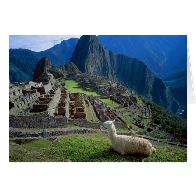 Südamerika, Peru. Eine Lama-Erholung auf einem Hüg (Vorderseite (Horizontal))