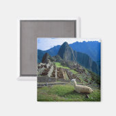 Südamerika, Peru. Eine Lama-Erholung auf einem Hüg Magnet (Vorderseite/Rückseite)
