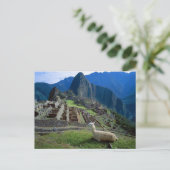 Südamerika, Peru. Eine Lama-Erholung auf einem Hüg Postkarte (Stehend Vorderseite)