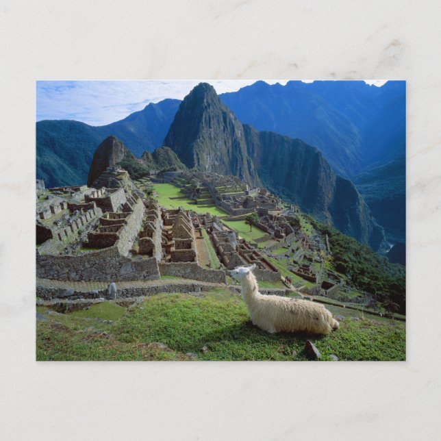 Südamerika, Peru. Eine Lama-Erholung auf einem Hüg Postkarte (Vorderseite)