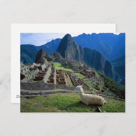 Südamerika, Peru. Eine Lama-Erholung auf einem Hüg Postkarte (Vorne/Hinten)