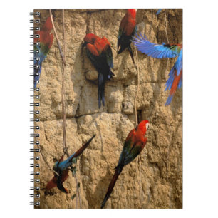 Südamerika, Peru, Manu-Nationalpark, Notizblock