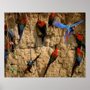 Südamerika, Peru, Manu-Nationalpark, Poster