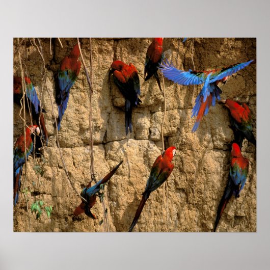 Südamerika, Peru, Manu-Nationalpark, Poster (Vorne)