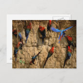 Südamerika, Peru, Manu-Nationalpark, Postkarte (Vorne/Hinten)