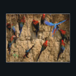 Südamerika, Peru, Manu-Nationalpark, Postkarte<br><div class="desc">COPYRIGHT Gavriel Jecan / DanitaDelimont.com | SA17 GJE0049.jpg | Südamerika,  Peru,  Manu Nationalpark,  Regenwald. Scharlach Macaws (Ara macao)</div>