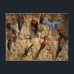 Südamerika, Peru, Manu-Nationalpark, Postkarte<br><div class="desc">COPYRIGHT Gavriel Jecan / DanitaDelimont.com | SA17 GJE0049.jpg | Südamerika,  Peru,  Manu Nationalpark,  Regenwald. Scharlach Macaws (Ara macao)</div>