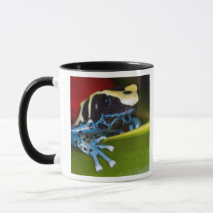 Südamerika, Republik Surinam. Nahaufnahme Tasse