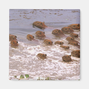 Südamerika, Venezuela, Llano-Region. Magnet
