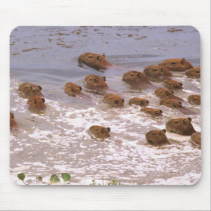 Südamerika, Venezuela, Llano-Region. Mousepad