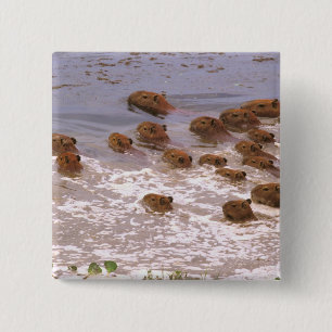 Südamerika, Venezuela, Region Llano. Button