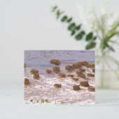 Südamerika, Venezuela, Region Llano. Postkarte (Stehend Vorderseite)