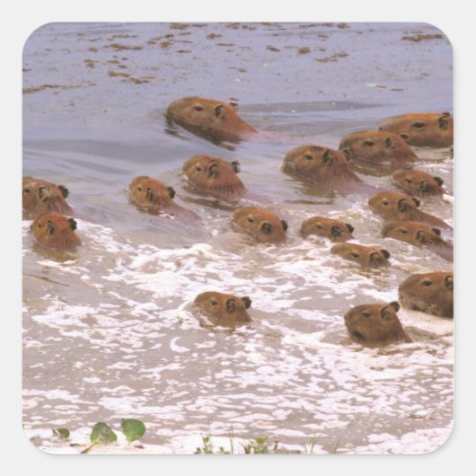 Südamerika, Venezuela, Region Llano. Quadratischer Aufkleber (Vorderseite)