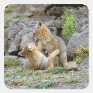 Südamerikanische Paare 2 grauen Fox (Lycalopex Quadratischer Aufkleber