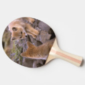 Südamerikanische Paare grauen Fox (Lycalopex Tischtennis Schläger (Seitenansicht)