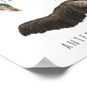 Südamerikanische Tiere | BILDUNG Poster (Ecke)