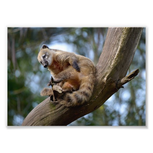 Südamerikanischer Atlantik Fotodruck (Vorne)