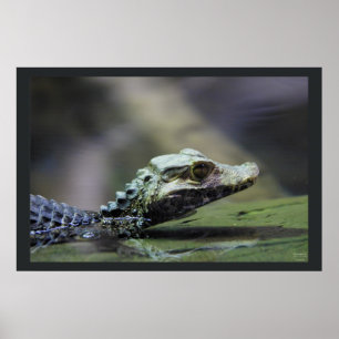Südamerikanischer Caiman Poster