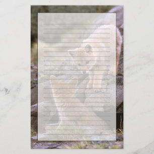 Südamerikanischer Graufuchs (Lycalopex griseus) Pa Briefpapier