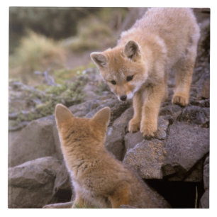 Südamerikanischer Graufuchs (Lycalopex griseus) Pa Fliese