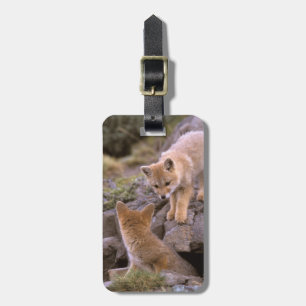 Südamerikanischer Graufuchs (Lycalopex griseus) Pa Gepäckanhänger