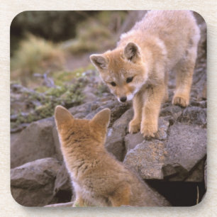 Südamerikanischer Graufuchs (Lycalopex griseus) Pa Getränkeuntersetzer