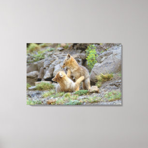 Südamerikanischer Graufuchs (Lycalopex griseus) Pa Leinwanddruck