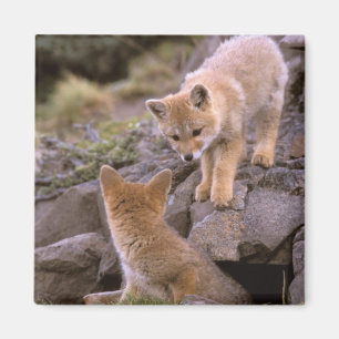 Südamerikanischer Graufuchs (Lycalopex griseus) Pa Magnet