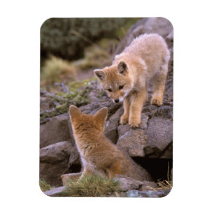 Südamerikanischer Graufuchs (Lycalopex griseus) Pa Magnet