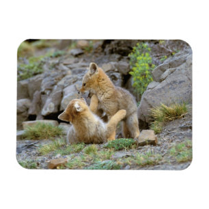 Südamerikanischer Graufuchs (Lycalopex griseus) Pa Magnet