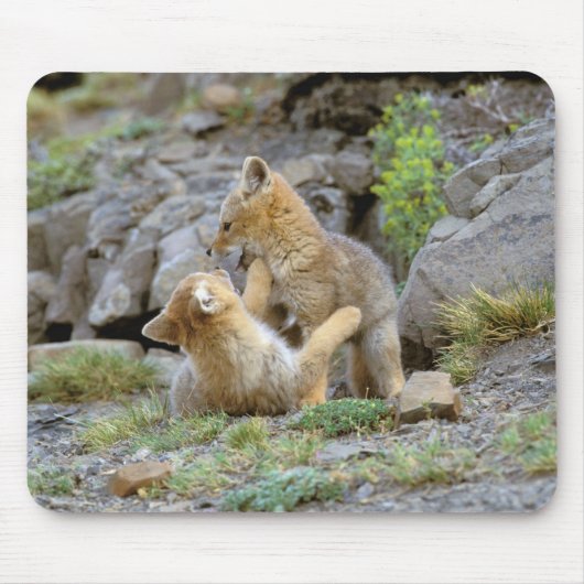 Südamerikanischer Graufuchs (Lycalopex griseus) Pa Mousepad (Vorne)
