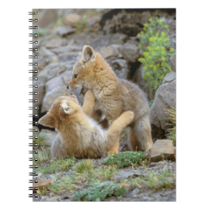 Südamerikanischer Graufuchs (Lycalopex griseus) Pa Notizblock