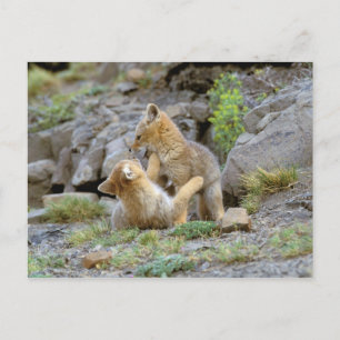 Südamerikanischer Graufuchs (Lycalopex griseus) Pa Postkarte