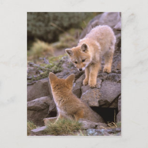 Südamerikanischer Graufuchs (Lycalopex griseus) Pa Postkarte