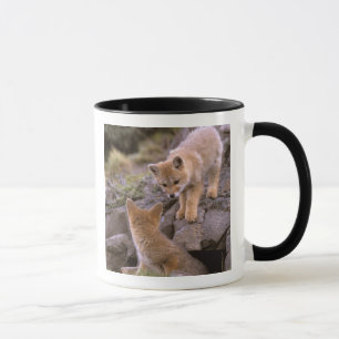 Südamerikanischer Graufuchs (Lycalopex griseus) Pa Tasse
