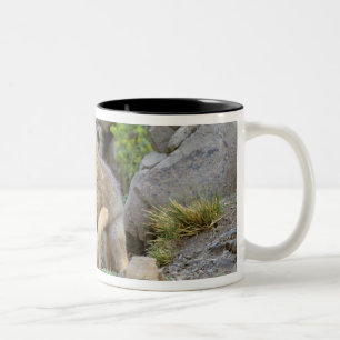 Südamerikanischer Graufuchs (Lycalopex griseus) Pa Zweifarbige Tasse